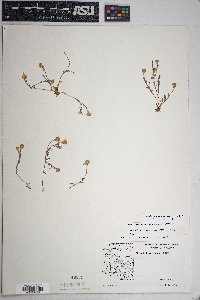 Eriophyllum lanosum image