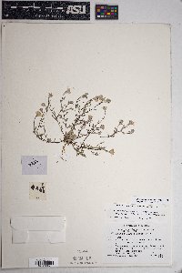 Eriophyllum lanosum image