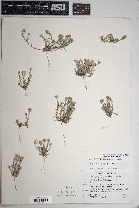 Eriophyllum lanosum image