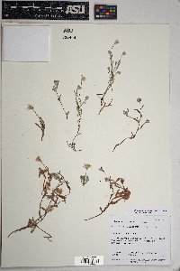 Eriophyllum lanosum image