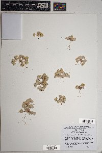 Eriophyllum pringlei image