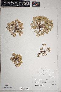 Eriophyllum pringlei image