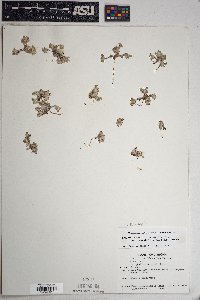 Eriophyllum pringlei image