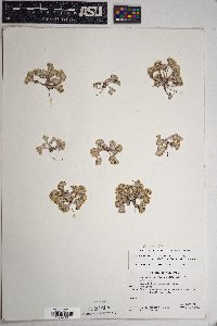 Eriophyllum pringlei image