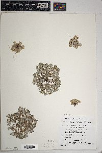 Eriophyllum pringlei image