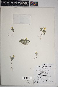 Eriophyllum wallacei image