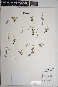 Eriophyllum wallacei image