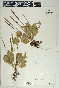 Plantago major image