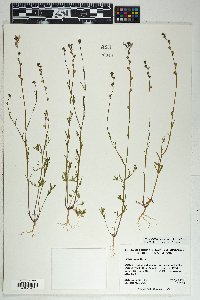 Nuttallanthus texanus image