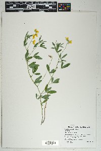 Crotalaria pumila image