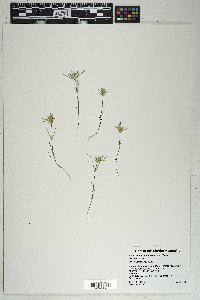 Eriastrum eremicum image