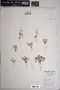 Eriophyllum wallacei image