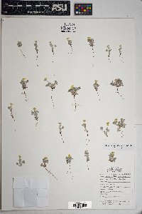 Eriophyllum wallacei image