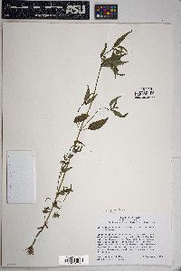 Galinsoga parviflora image