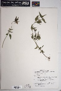 Galinsoga parviflora image