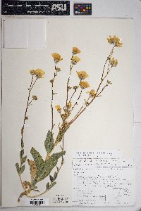 Geraea canescens image