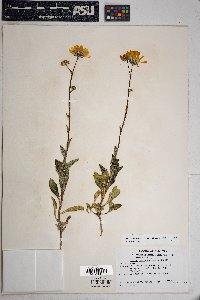 Geraea canescens image