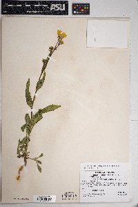 Geraea canescens image