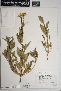 Geraea canescens image