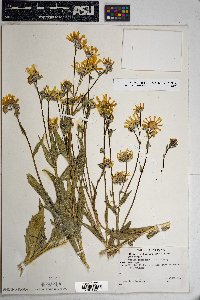 Geraea canescens image