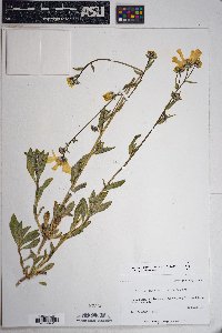 Geraea canescens image