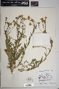 Geraea canescens image