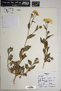 Geraea canescens image