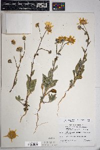 Geraea canescens image