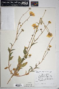 Geraea canescens image