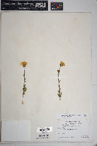 Geraea canescens image