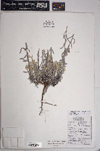 Pseudognaphalium canescens image