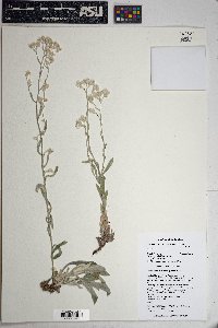 Pseudognaphalium canescens image