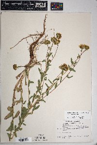 Grindelia arizonica image