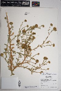 Grindelia nuda image