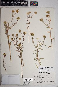 Grindelia arizonica image