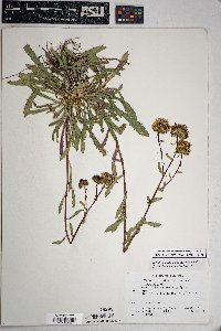 Grindelia squarrosa image