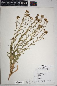 Grindelia squarrosa image