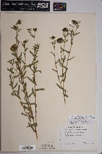 Grindelia squarrosa image