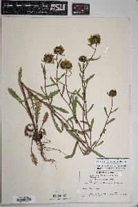 Grindelia nuda image