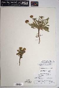 Grindelia nuda image