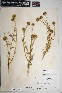 Grindelia squarrosa image