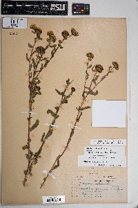 Grindelia squarrosa image