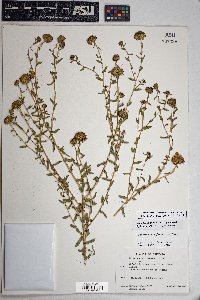 Grindelia nuda var. aphanactis image