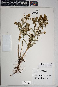 Grindelia squarrosa image