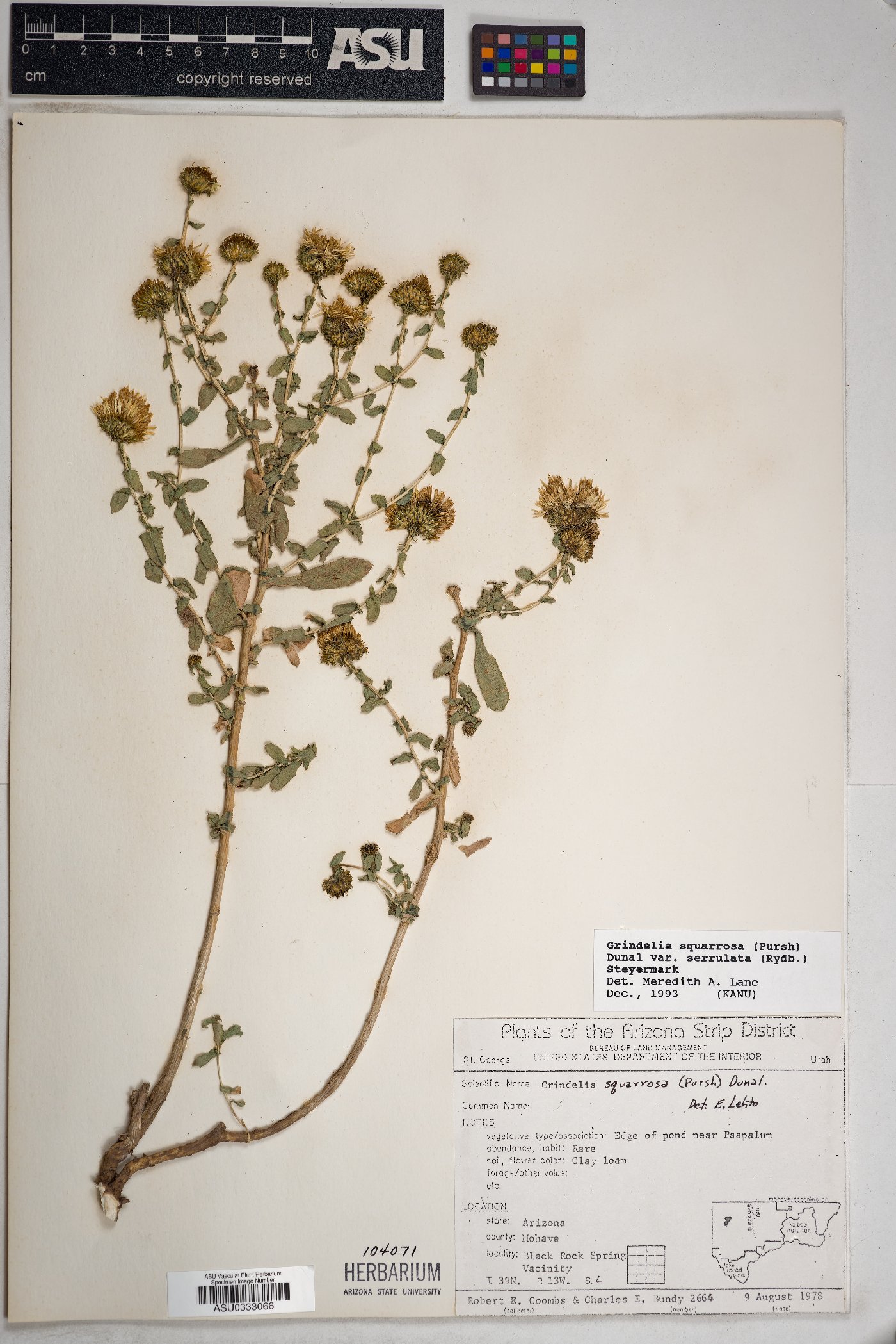 Grindelia squarrosa var. serrulata image