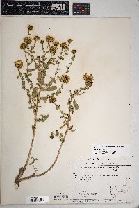 Grindelia squarrosa var. serrulata image