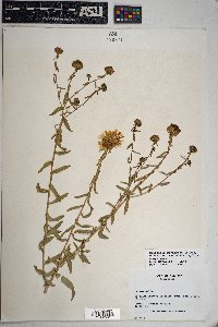 Grindelia squarrosa image