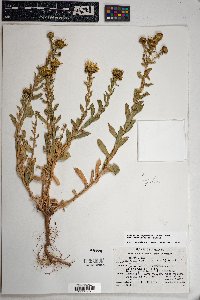 Grindelia squarrosa image