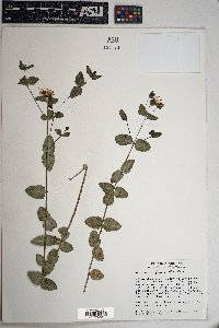 Guardiola platyphylla image