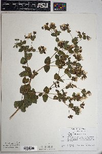 Guardiola platyphylla image